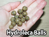 Hydroleca Balls - a good way to keep the humidty high for your Columbian Rainbow Boa