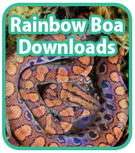 Rainbow Boa Downloads